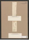 Pleurosigma sp. (de-Toni-Nr.: Genus 13) Zeichnungen Sammlung Grunow Nr. 2186 (NHMW-BOT-W0369256)